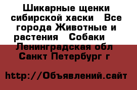 Шикарные щенки сибирской хаски - Все города Животные и растения » Собаки   . Ленинградская обл.,Санкт-Петербург г.